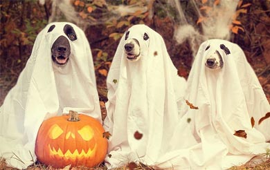 中國禁止圣誕節原因_禁止圣誕節的原因_2020中國禁止圣誕節原因