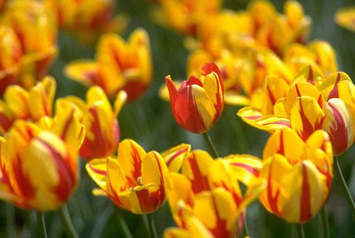 加拿大留學(xué)高中申請(qǐng)條件_雅思6.5能申請(qǐng)什么學(xué)校_加拿大高中留學(xué)要求